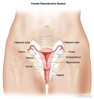 An illustration of the female reproductive system.