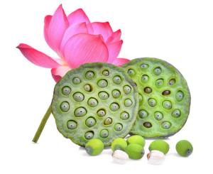 An illustration of Lotus plant, flower and seed.