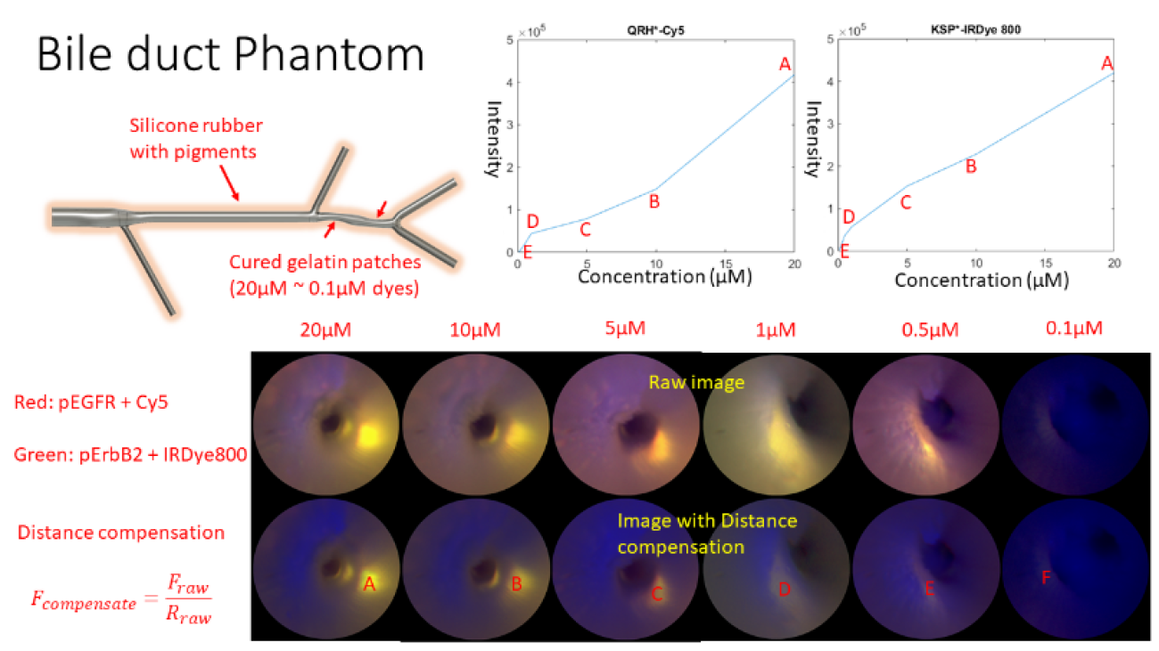 Bile duct Phantom