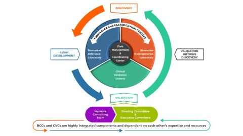 Diagram depicting the structure of the Early Detection Research Network