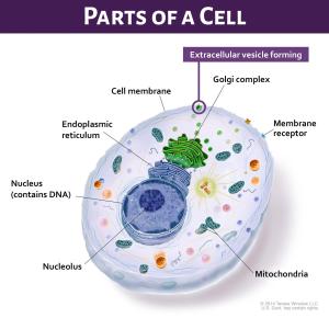 An infographic showing parts of a cell.
