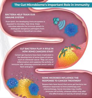 The Gut Microbiome's Important Role in Immunity.