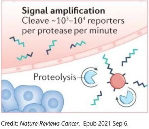 Engineering Synthetic Biomarkers for Early Detection of Cancers