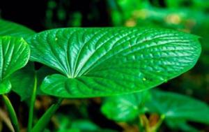 A picture displaying a tobacco leaf.