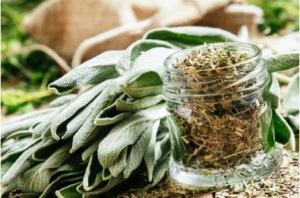 A picture displaying fresh and dried sage.