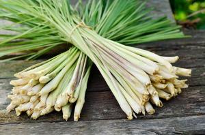 Two bundles of lemongrass bound together with rubber bands.