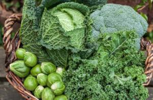 Brussel sprouts, broccoli, cabbage, and kale on a table.