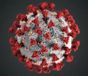 3D illustration of the novel coronavirus.