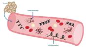 Illustration of biomarkers that are released by cancer cells or induced by their presence.