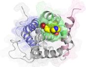 An illustration displaying the experimental drug BAI1 (yellow) which inhibits the BAX protein using a novel binding site (green) and prevents the death of heart cells.